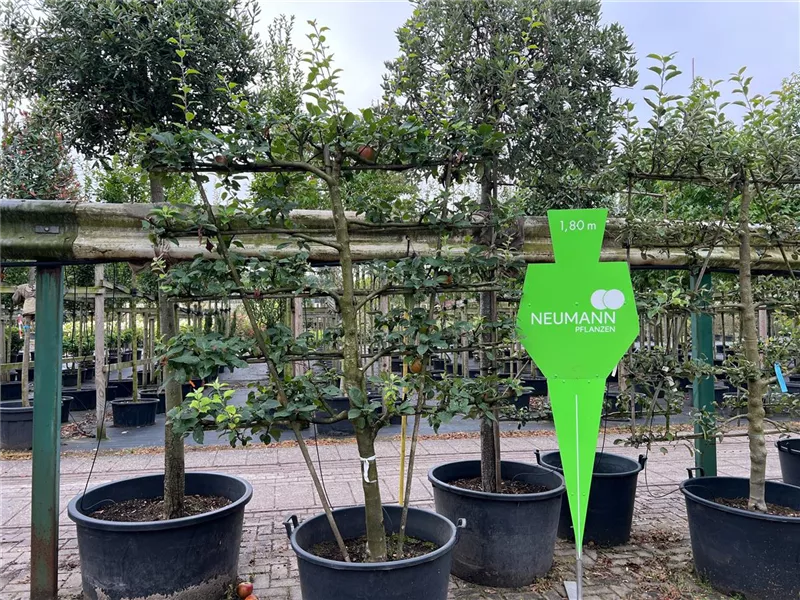 Malus 'Kaiser Wilhelm' CAC