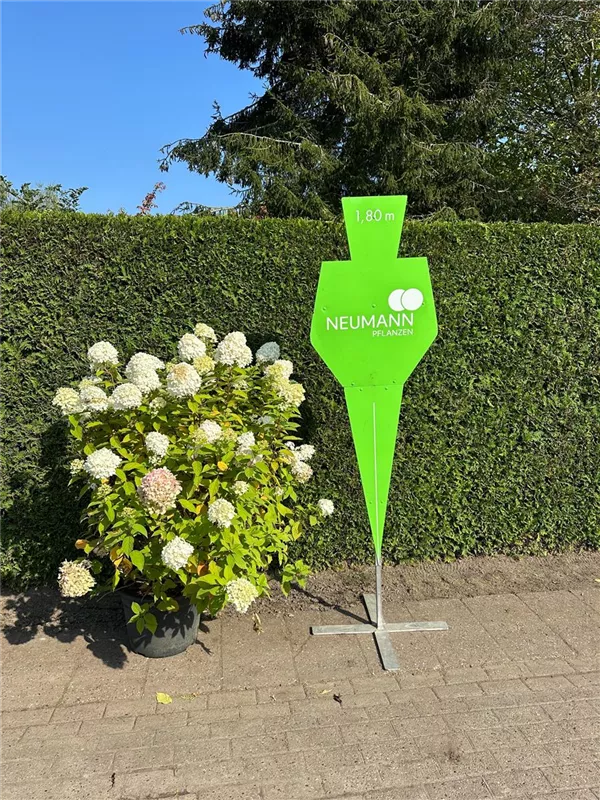 Hydrangea panic. 'Grandiflora'