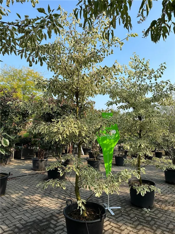 Cornus controversa 'Variegata'