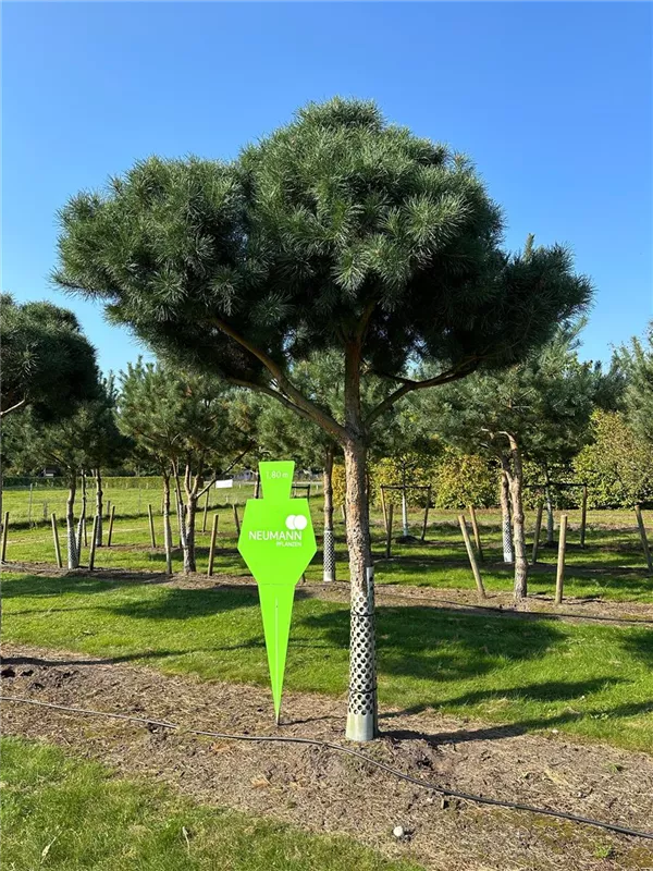 Pinus sylvestris