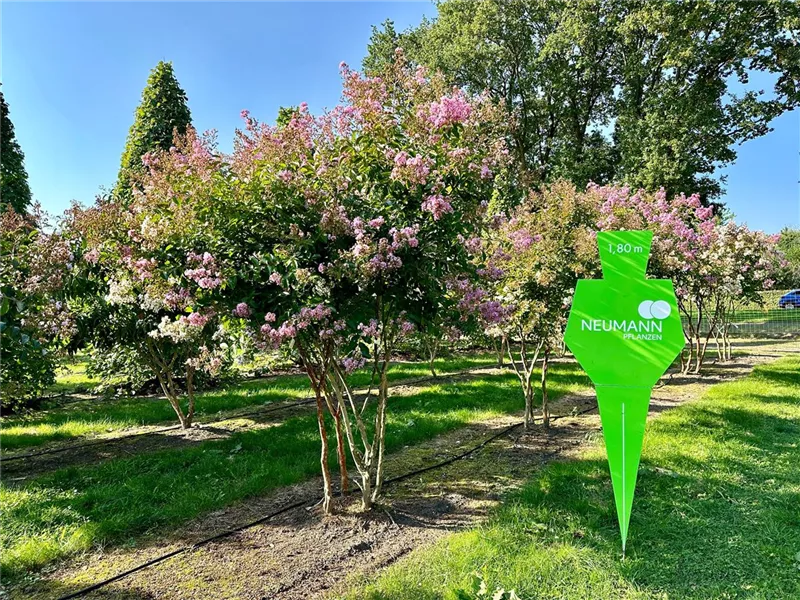 Lagerstroemia indica 'Muskogee'