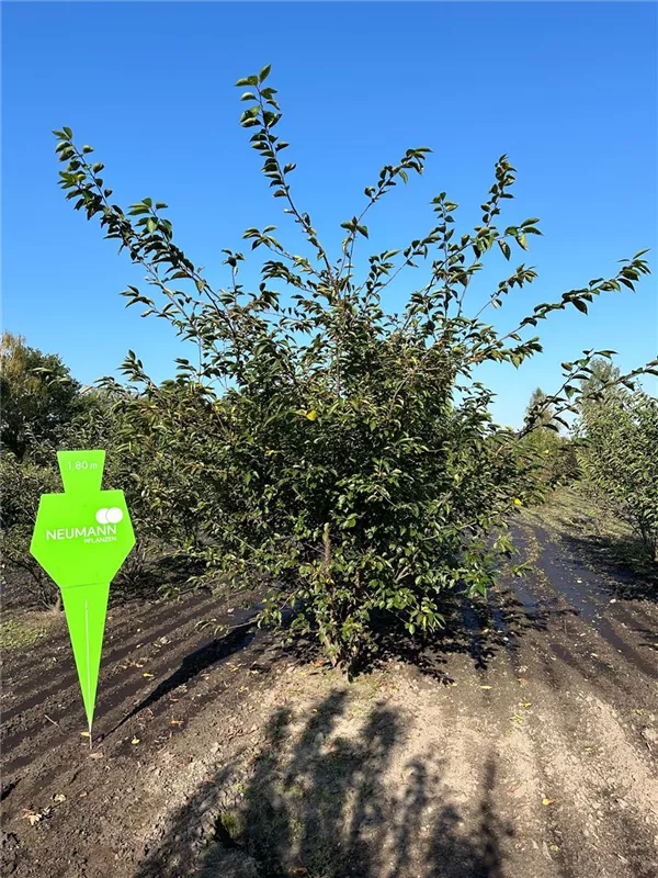 Prunus subhirtella 'Accolade'