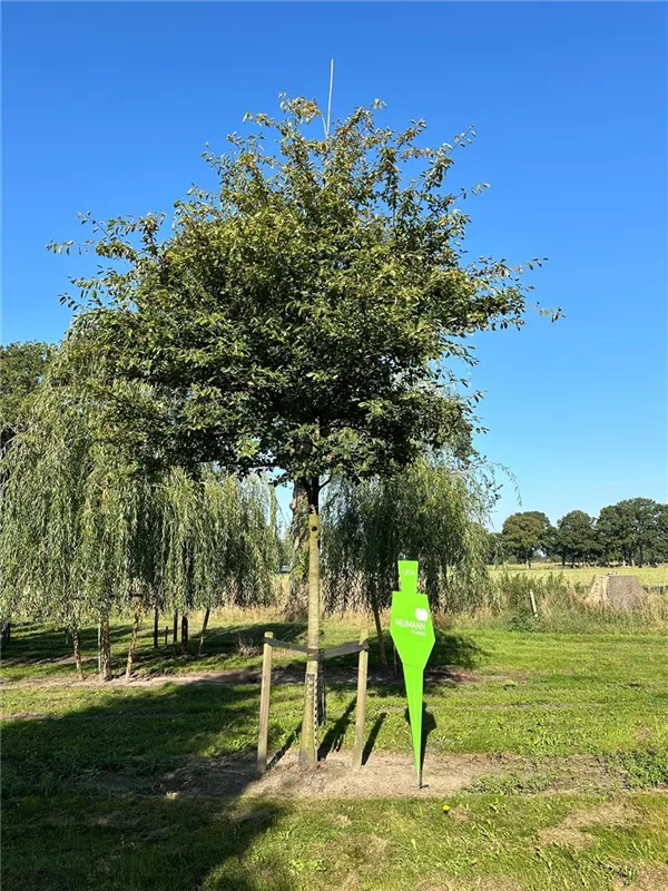 Amelanchier lamarckii