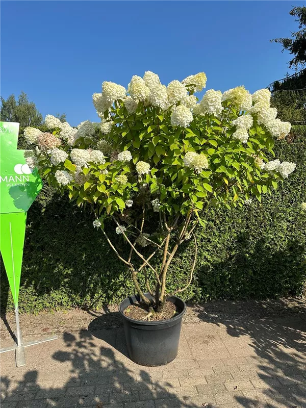 Hydrangea panic. 'Grandiflora'