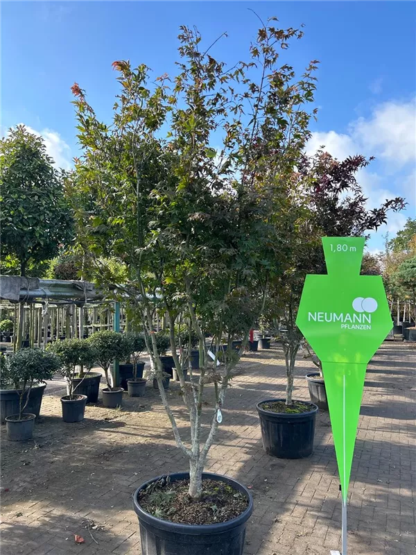Acer palmatum 'Osakazuki'