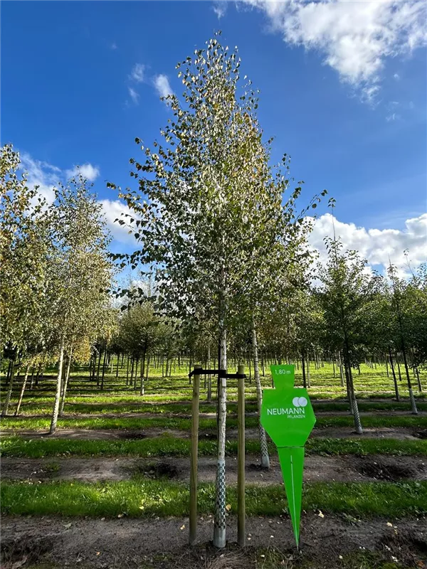 Betula pendula