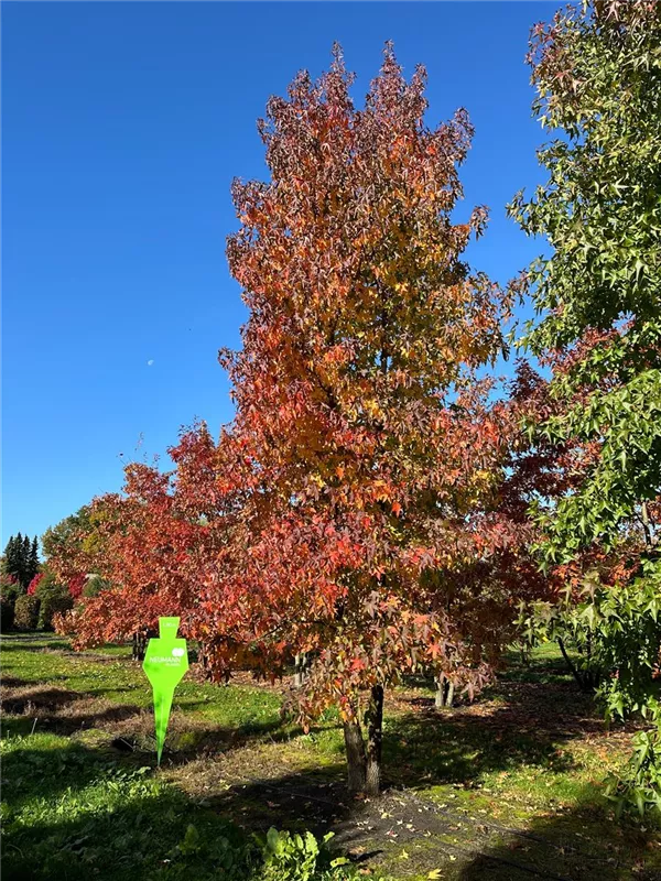 Liquidambar styraciflua