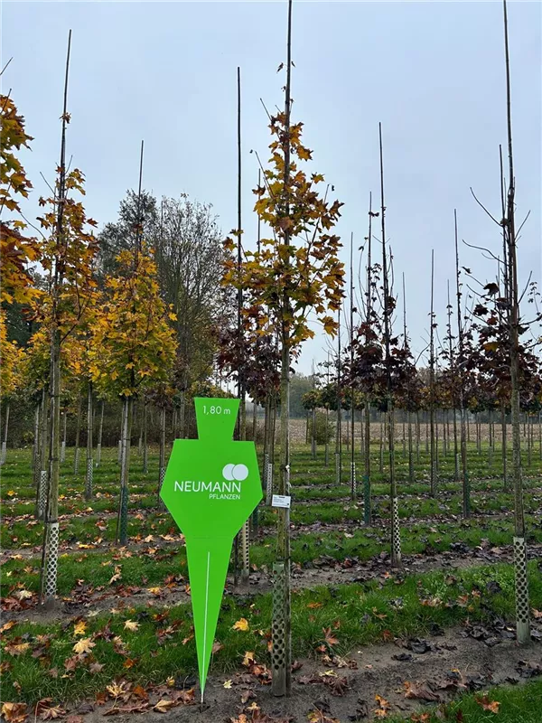 Acer platanoides 'Emerald Queen'