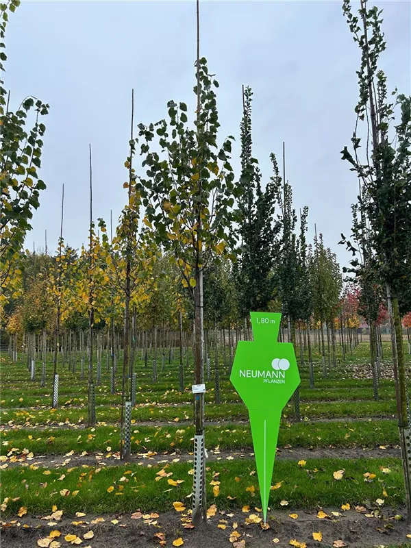 Tilia cordata 'Greenspire'