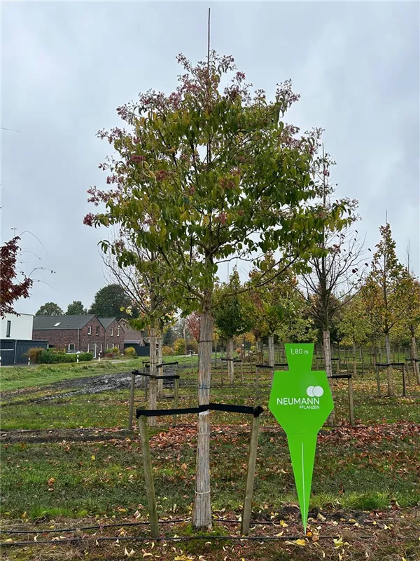 Heptacodium miconioides