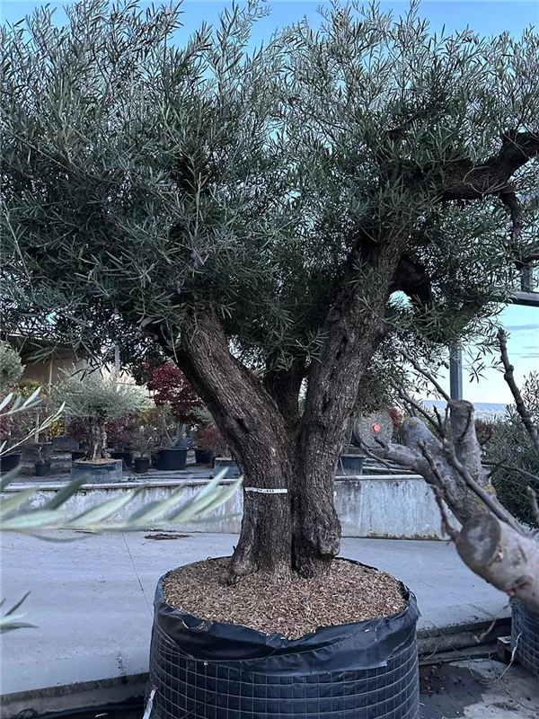 Olea europaea