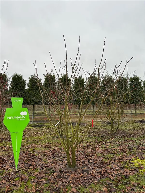 Prunus serrulata 'Taihaku'