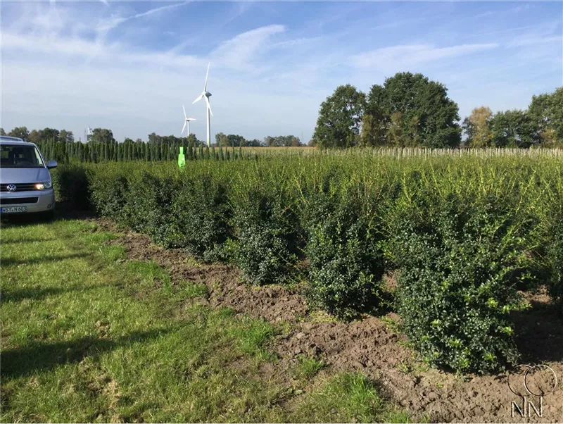 Osmanthus burkwoodii