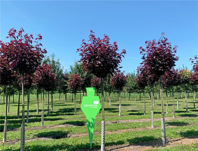 Acer platanoides 'Crimson Sentry'