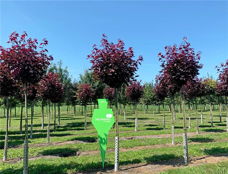 Acer platanoides 'Crimson Sentry'