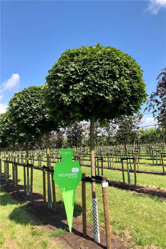 Acer platanoides 'Globosum'
