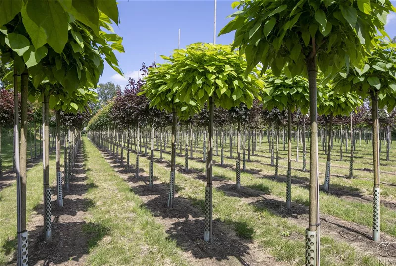 Catalpa bignonioides 'Nana'