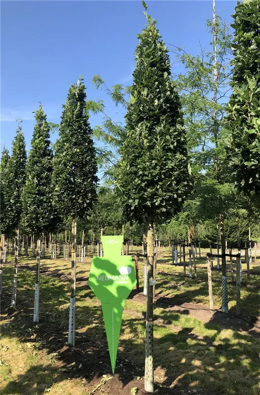 Quercus robur 'Fastigiata Koster'