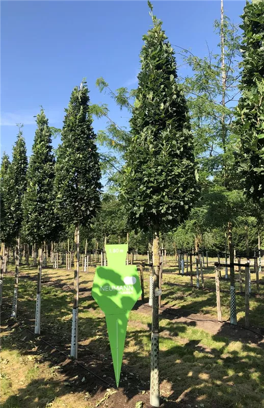 Quercus robur 'Fastigiata Koster'