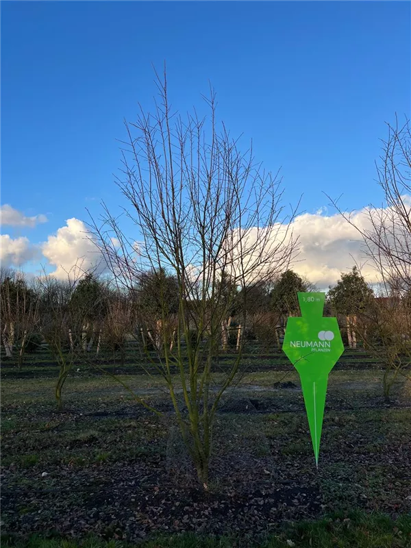 Amelanchier 'Ballerina'