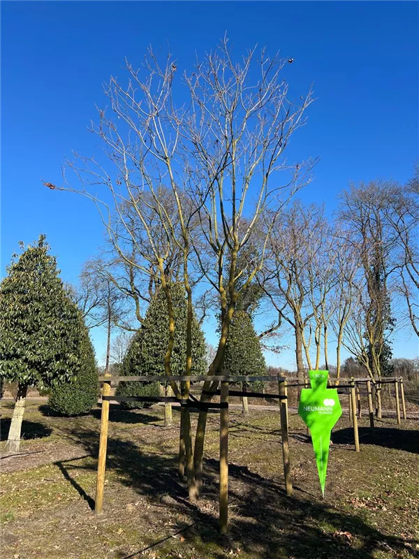 Koelreuteria paniculata