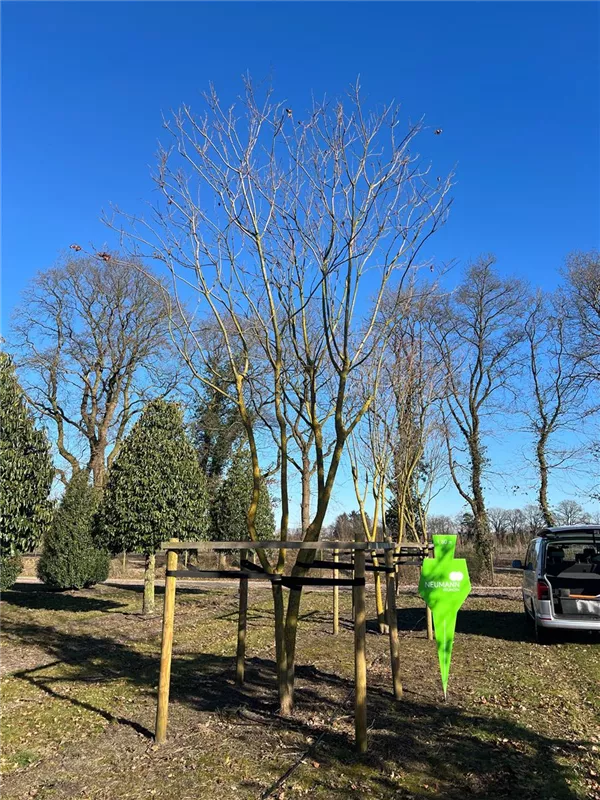Koelreuteria paniculata