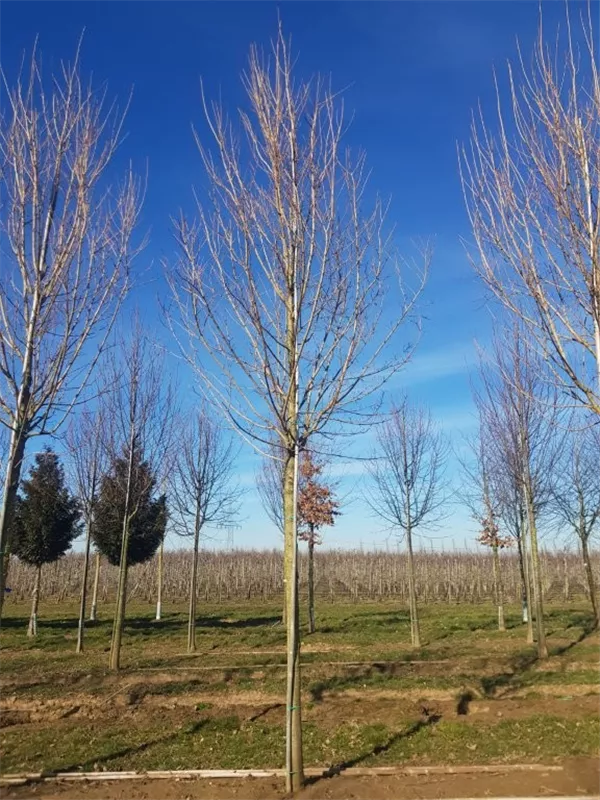 Acer campestre 'Huibers Elegant'