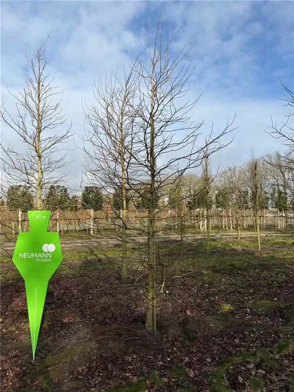 Liquidambar styraciflua 'Worplesdon'