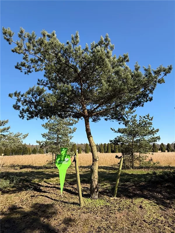 Pinus sylvestris