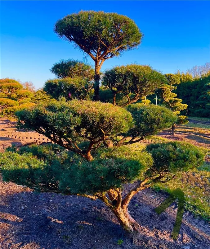 Pinus sylvestris 'Watereri'