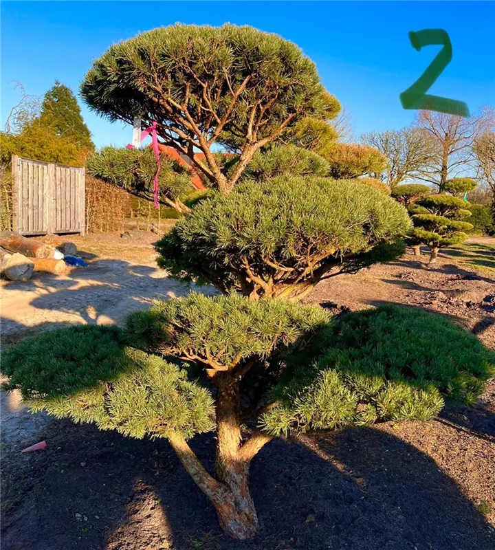 Pinus sylvestris 'Watereri'