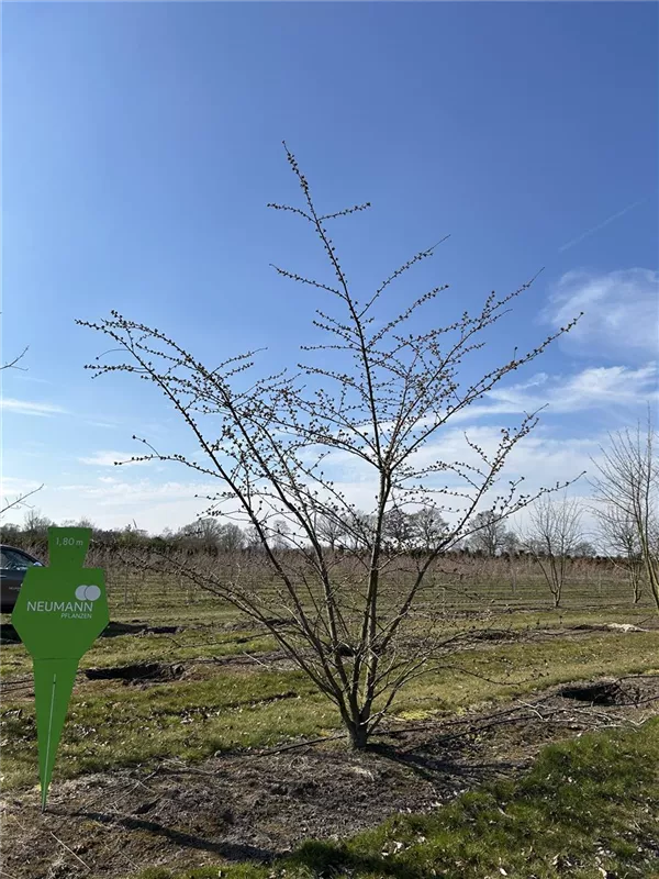 Prunus yedoensis