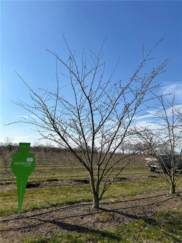 Prunus yedoensis