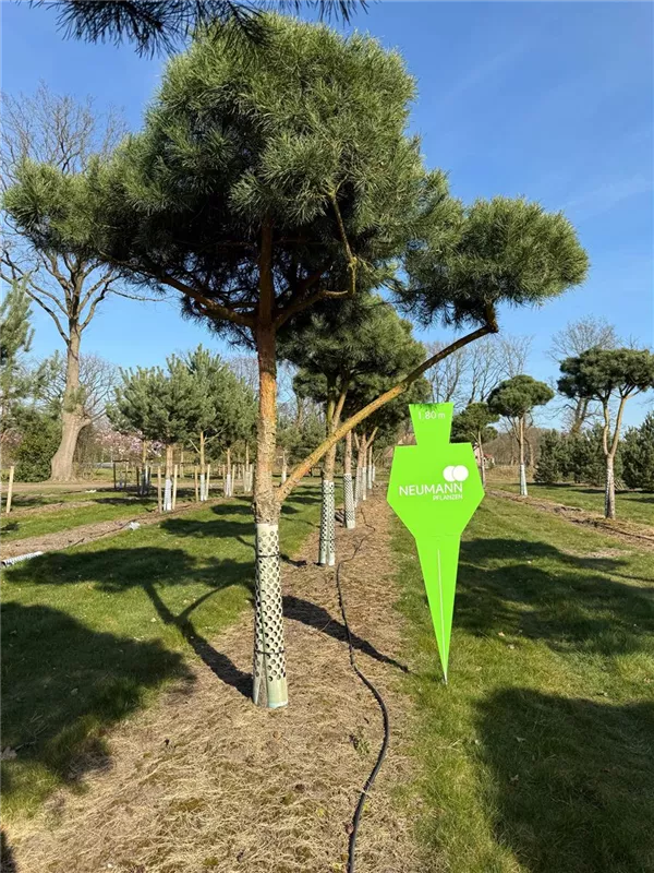 Pinus sylvestris