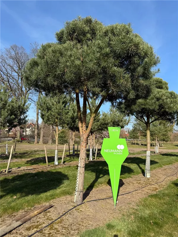 Pinus sylvestris