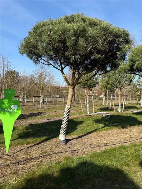 Pinus sylvestris