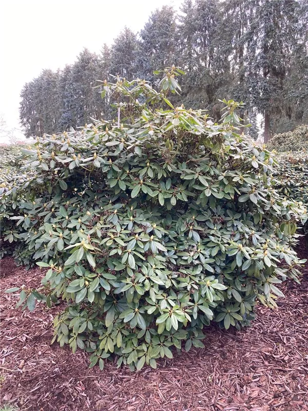 Rhododendron Hybr.'Catawb. Grandiflorum'