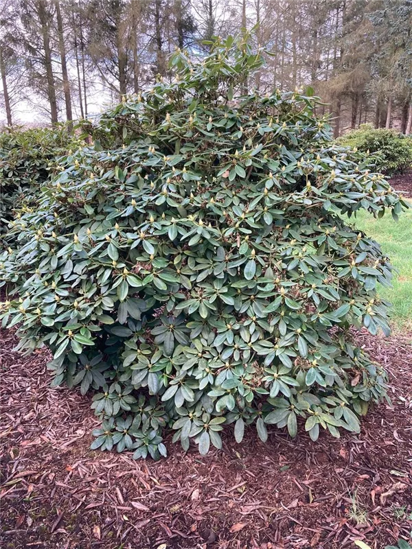 Rhododendron Hybr.'Catawb. Grandiflorum'