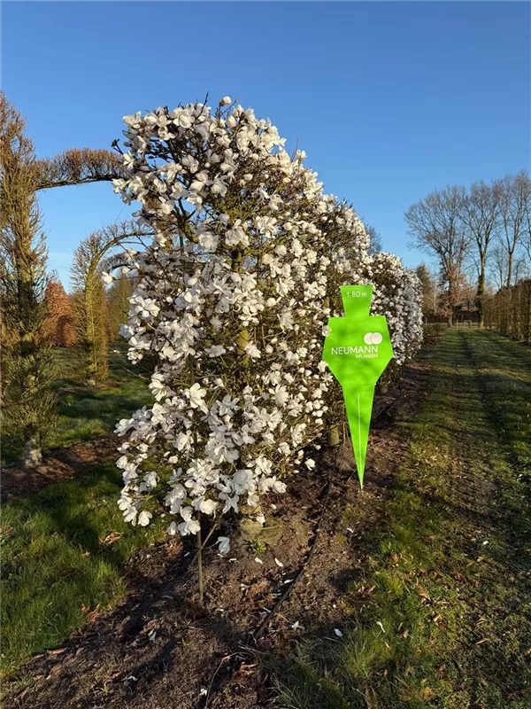 Magnolia loebneri 'Merrill'