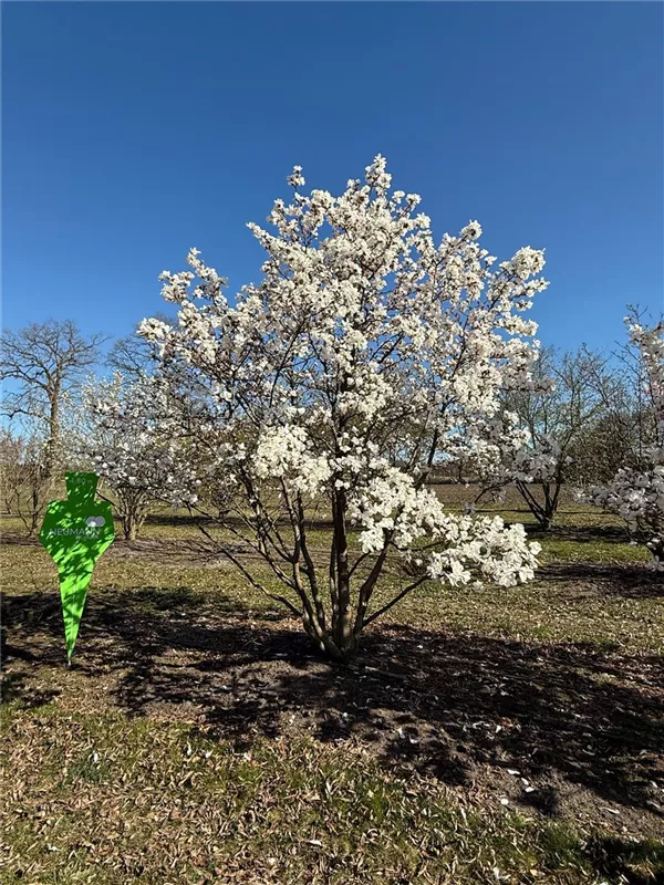 Magnolia loebneri 'Merrill'