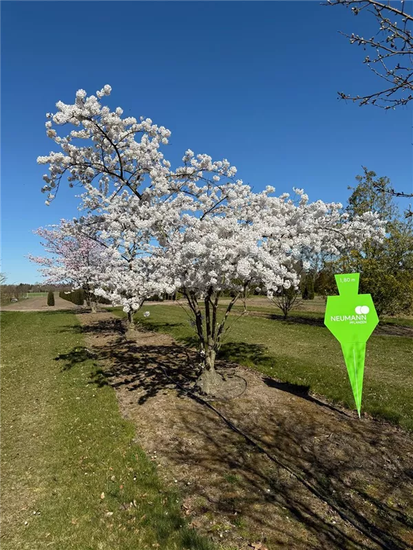 Prunus yedoensis