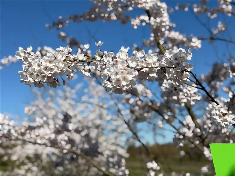Prunus yedoensis
