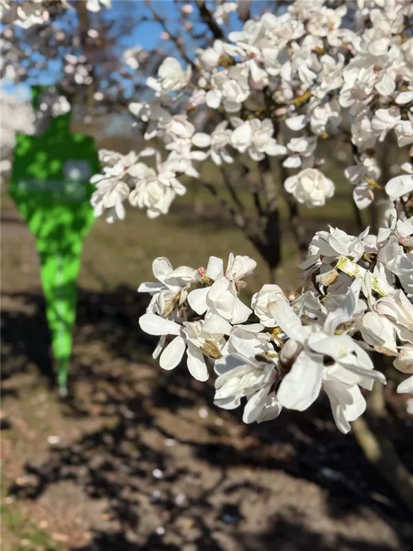 Magnolia loebneri 'Merrill'