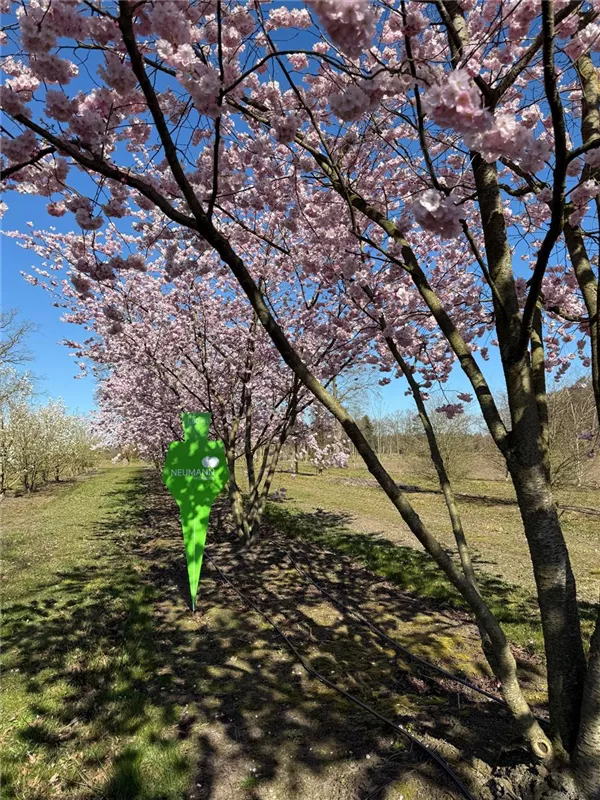 Prunus subhirtella 'Accolade'