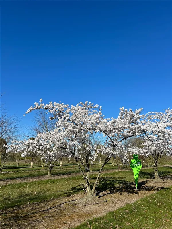 Prunus yedoensis