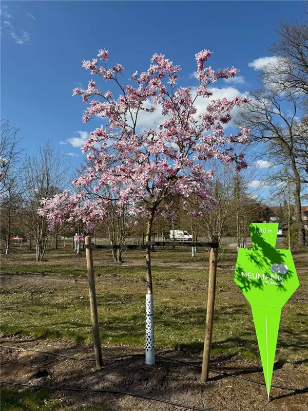 Magnolia loebneri 'Leonard Messel'