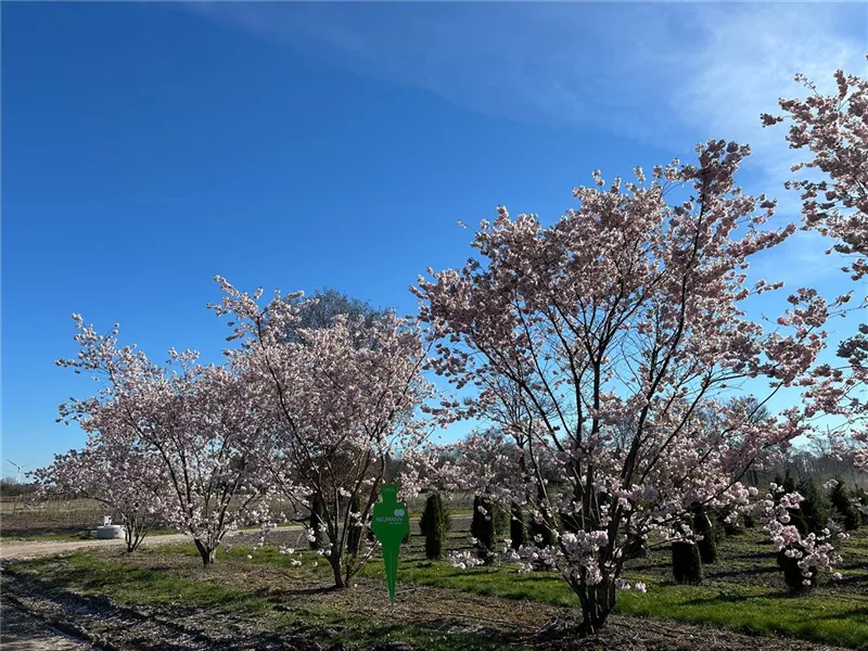 Prunus subhirtella 'Accolade'