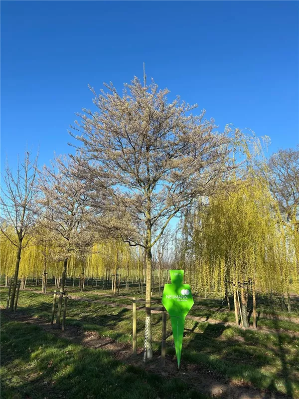 Amelanchier lamarckii