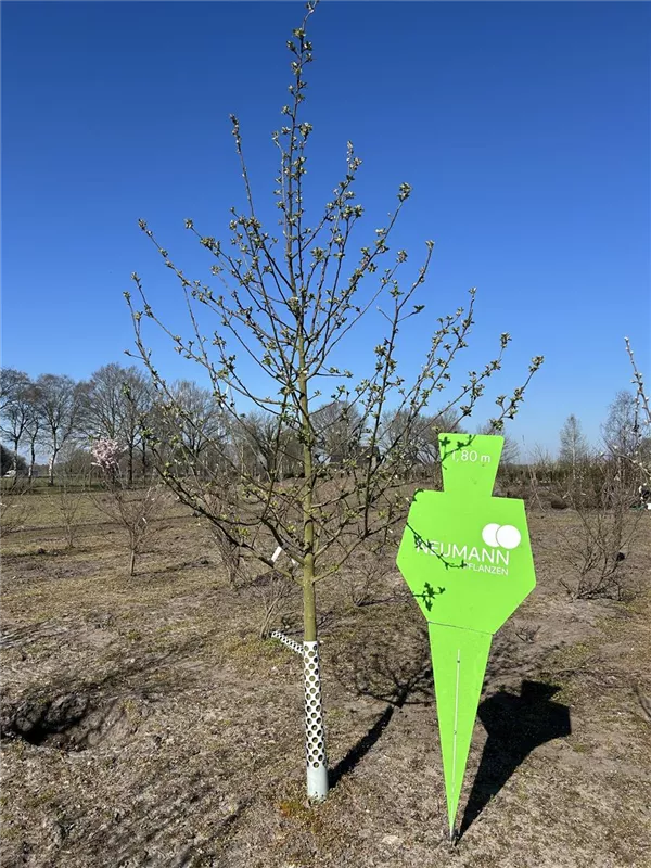 Malus i.S. CAC