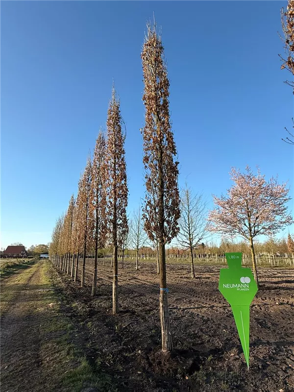Quercus robur 'Fastigiata Koster'